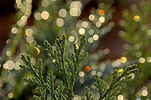 Detail einer Konifere mit Bokeh-Lichtern