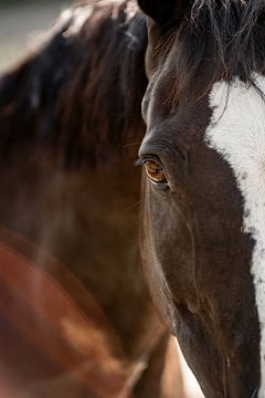 Diepe Ogen - Intiem Portret van een Paard van Femke Ketelaar