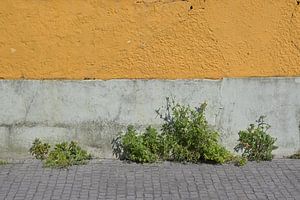 Die Natur durchbricht den Beton