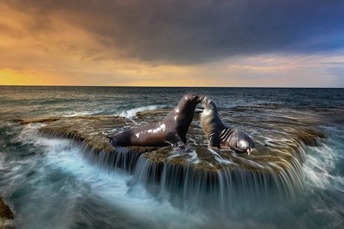 Twee zeehonden liefde