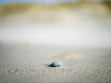 Vage schelp op het strand van Martijn Tilroe