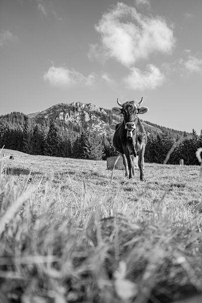 Süße Allgäuer Kuh mit Blick auf den Grünten (schwarz weis) von Leo Schindzielorz