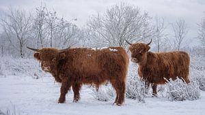 Schottische Hochlandbewohner gemeinsam im Schnee