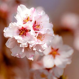 Kirschblüte Symbol für Frühlingserwachen von Dieter Walther
