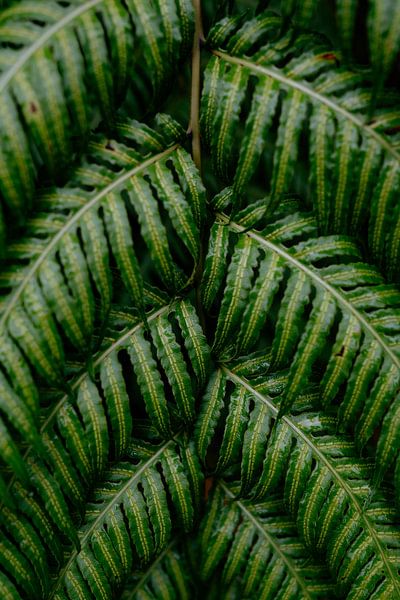 Tropisch van Myrthe Vlasveld