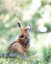 Vos van Karin van Rooijen Fotografie thumbnail