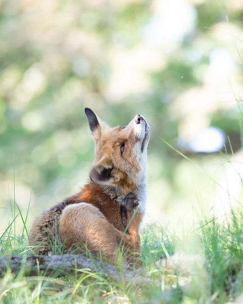 Vos van Karin van Rooijen Fotografie
