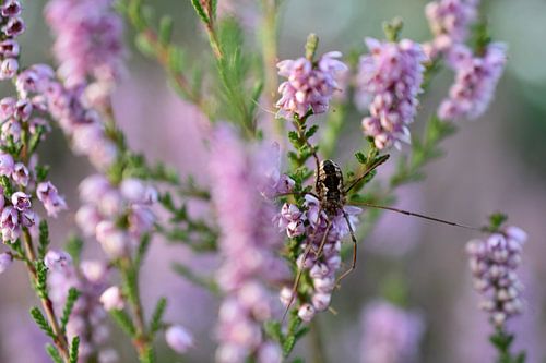 Spider in heather