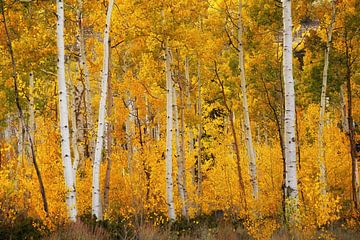 Pando Aspen Tree by Martin Podt
