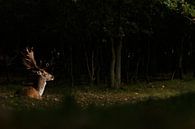 Damhert in ochtend spotlicht van Menno Schaefer thumbnail