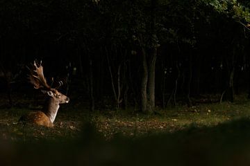 Damhert in ochtend spotlicht van Menno Schaefer