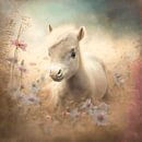 Foal in the morning sunlight. by Karina Brouwer thumbnail