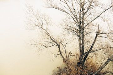 Takken boven de tijdloze stroom van een rivier van Truus Nijland