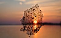 Leaf for the sunset