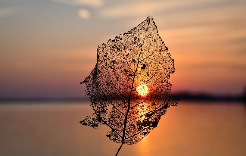 Leaf for the sunset by Veelzijdig Zeeland
