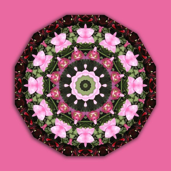 Roze bloemen, bloemen mandala, natuur van  