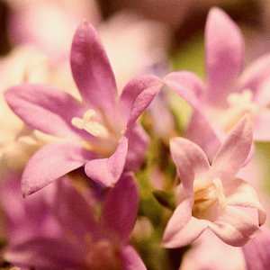 Sternblüten
