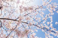 Sakura, fleur du Japon par WvH Aperçu