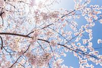 Sakura, Japanese Cherry Blossom