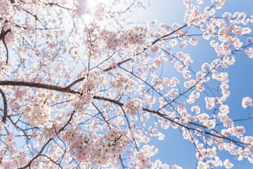 Sakura, Japanse Bloesem von Wim van Heugten