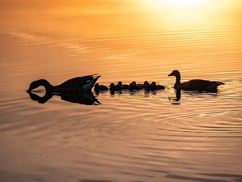 La famille des oies dans l'eau dorée