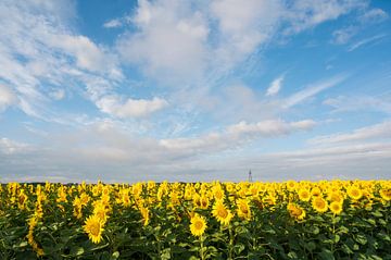 Een bonte parade van zonnebloemen in een veld in Frankrijk - natuur en reisfotografie. van Christa Stroo fotografie