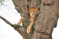 Löwe auf dem Baum