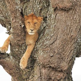 Leeuw in de boom in de Serengeti in Tanzania van Esther van der Linden