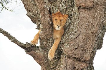 Leeuw in de boom in de Serengeti in Tanzania van Esther van der Linden