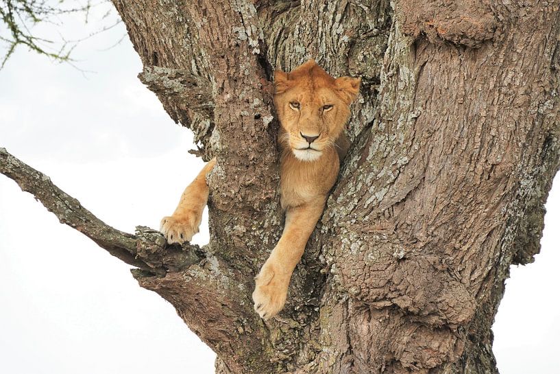 Löwe auf dem Baum von Esther van der Linden