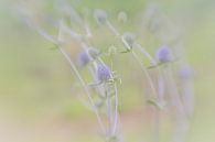 Blauwe bloemetjes in het veld met een rustige pastelkleurige achtergrond van Leo Luijten thumbnail