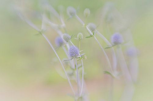 Blauwe bloemetjes in het veld met een rustige pastelkleurige achtergrond