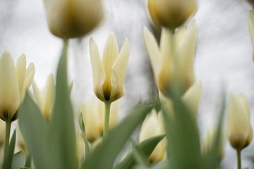 Hellgelbe Tulpen von Lisette van Gameren