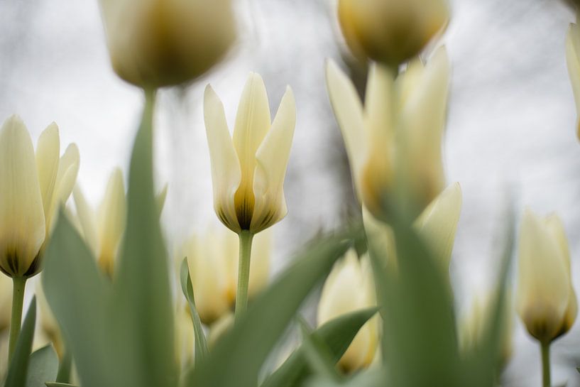 Tulipes jaune clair par Lisette van Gameren