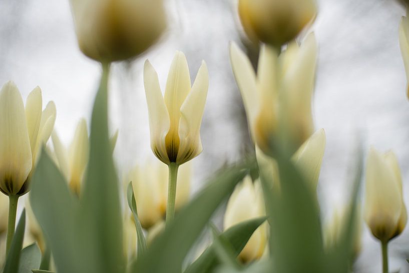 Hellgelbe Tulpen von Lisette van Gameren