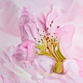Das Herz einer rosa Blume mit Staubgefäßen von Jenco van Zalk