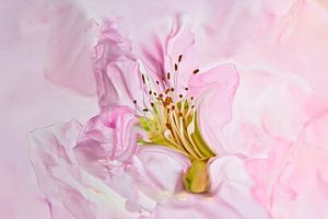 Das Herz einer rosa Blume mit Staubgefäßen