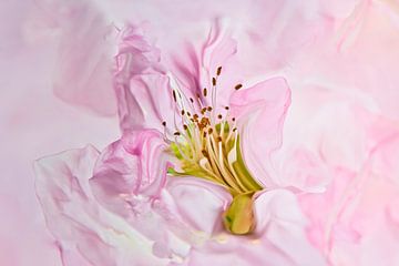 Het hart van een roze bloem met meeldraden