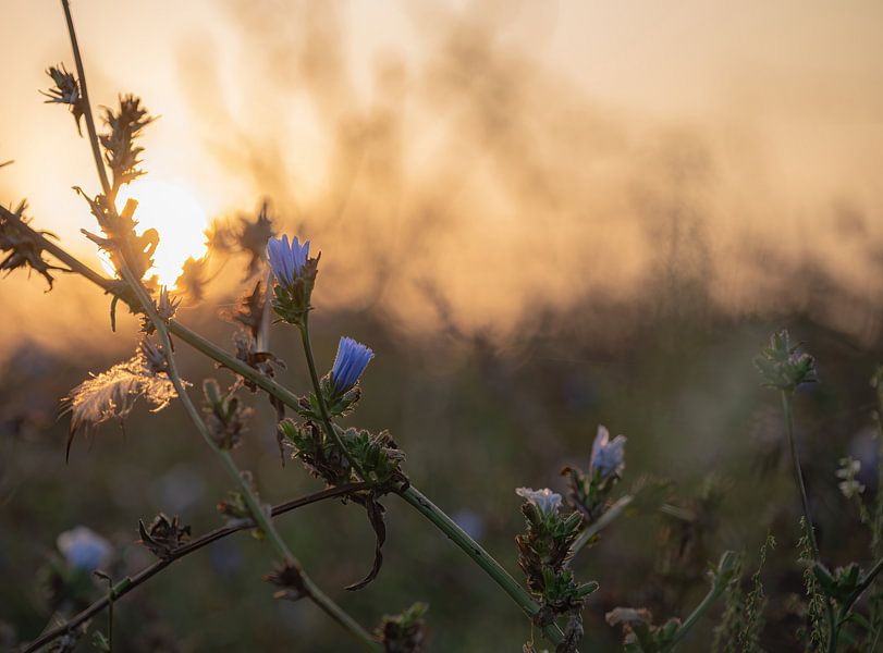 flowers part 426 by Tania Perneel