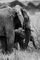 Olifant met baby