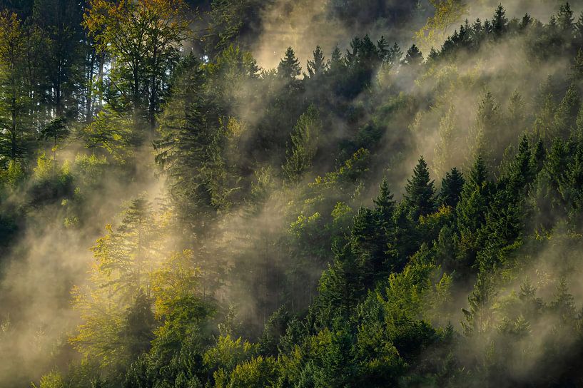 Black Forest idyll in the morning mist: the first rays of sunshine penetrate the wafts of mist and bathe the forest in a golden light. by Horst Dreisbach