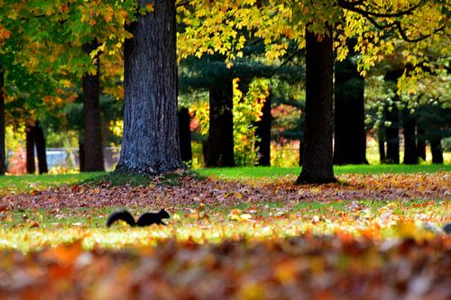 Een eekhoorn in het park in de herfst