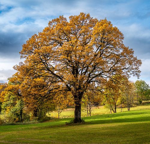 Herfstlandschap met een vrijstaande boom