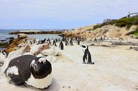 Pinguins in Kaapstad Zuid Afrika van Fotojeanique . thumbnail