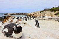Pinguins in Kaapstad Zuid Afrika