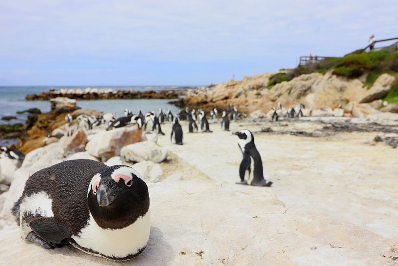 Pinguins in Kaapstad Zuid Afrika van Fotojeanique .