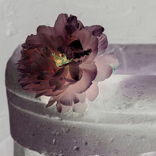 Peony in warm colours by Affect Fotografie