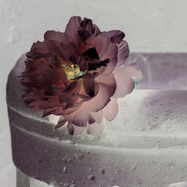 Peony in warm colours by Affect Fotografie