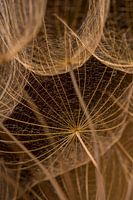 Rural simplicity: The lines of a Tragopogon