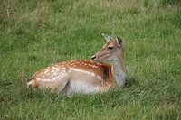 Hert in de natuur